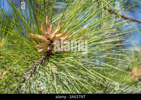 Male pine pollen cones on a pine tree in Phenix City, Alabama. (USA) Stock Photo