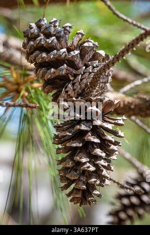 Pine cones on a pine tree in Phenix City, Alabama. (USA) Stock Photo
