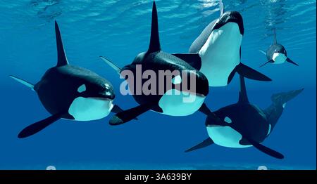 A family pod of Orca Killer whales swim together in the world's oceans ...