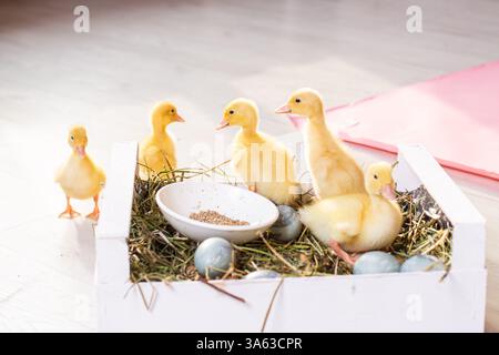 Easter decorated interior with colorfull eggs and ducklings. High quality photo Stock Photo