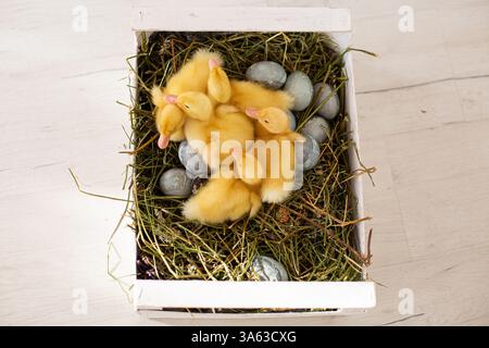 Easter decorated interior with colorfull eggs and ducklings. High quality photo Stock Photo