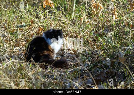 A fluffy cat with black and white fur sits quietly in a patch of golden autumn grass, surrounded by fallen leaves and gentle sunlight, showcasing the Stock Photo
