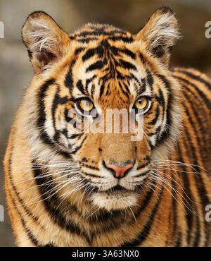 Berlin, Germany. 23rd Mar, 2025. 23.03.2025, Berlin. The young Sumatran tiger Kuno stands in his enclosure at Berlin Zoo. The male tiger was born on February 25, 2024 in Berlin Tierpark together with his twin. Sumatran tigers are a rare tiger subspecies and are threatened with extinction. There are only a few hundred left in the wild on the island of Sumatra in Indonesia. Credit: Wolfram Steinberg/dpa Credit: Wolfram Steinberg/dpa/Ģ����ý Live News Stock Photo