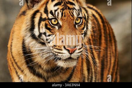 Berlin, Germany. 23rd Mar, 2025. 23.03.2025, Berlin. The young Sumatran tiger Kuno stands in his enclosure at Berlin Zoo. The male tiger was born on February 25, 2024 in Berlin Tierpark together with his twin. Sumatran tigers are a rare tiger subspecies and are threatened with extinction. There are only a few hundred left in the wild on the island of Sumatra in Indonesia. Credit: Wolfram Steinberg/dpa Credit: Wolfram Steinberg/dpa/Ģ����ý Live News Stock Photo
