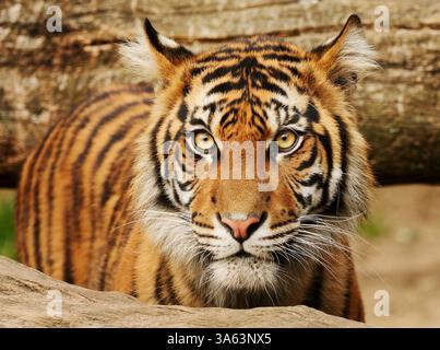 Berlin, Germany. 23rd Mar, 2025. 23.03.2025, Berlin. The young Sumatran tiger Ede stands in his enclosure at Tierpark Berlin. The male tiger was born on February 25, 2024 in Berlin Tierpark together with his twin. Sumatran tigers are a rare tiger subspecies and are threatened with extinction. There are only a few hundred left in the wild on the island of Sumatra in Indonesia. Credit: Wolfram Steinberg/dpa Credit: Wolfram Steinberg/dpa/Ģ����ý Live News Stock Photo