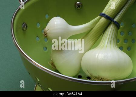 Onion, spring onions in sieve pot Stock Photo