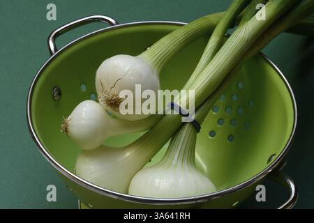 Onion, spring onions in sieve pot Stock Photo