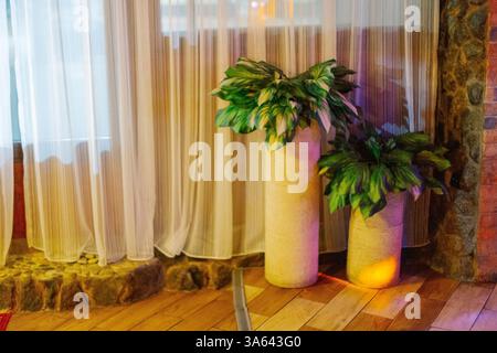 Green plants in large vases are in the corner in a cafe lit by light from the dance floor Stock Photo