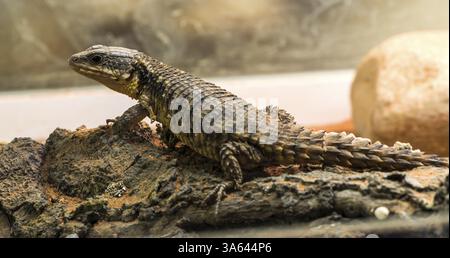 Lizard between leaves and stones Stock Photo