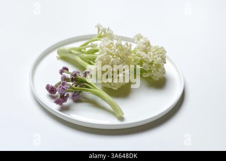 Fioretto, a cross between cauliflower and broccoli. The flowers are reminiscent of coral, vegetables Stock Photo