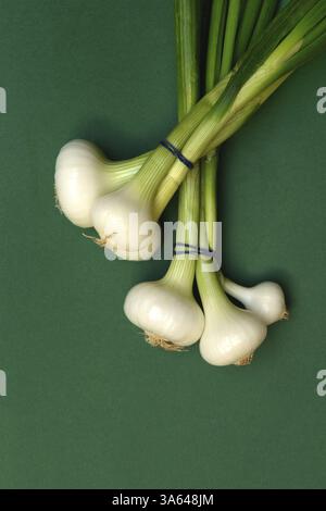 Onion, spring onion on a green background Stock Photo
