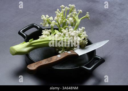 Fioretto, a cross between cauliflower and broccoli. The flowers are reminiscent of coral, vegetables in pots Stock Photo