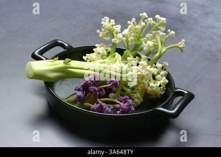Fioretto, a cross between cauliflower and broccoli. The flowers are reminiscent of coral, vegetables in pots Stock Photo