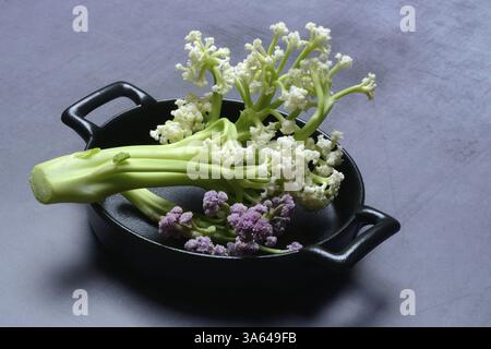 Fioretto, a cross between cauliflower and broccoli. The flowers are reminiscent of coral, vegetables in pots Stock Photo