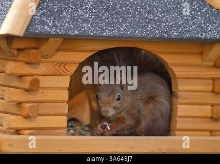 Eurasian red squirrel (Sciurus vulgaris), sitting in bird house and eating bird food, Stuttgart, Baden-Wuerttemberg, Germany, Europe Stock Photo