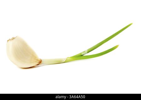 Sprouting garlic clove isolated on white background Stock Photo