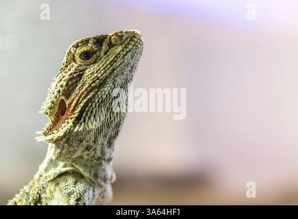 Lizard between leaves and stones Stock Photo