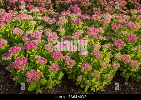 Mass of Sedum spectabile 'Brilliant' - Showy Stonecrop in border in summer. Stock Photo