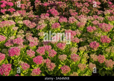 Mass of Sedum spectabile 'Brilliant' - Showy Stonecrop in border in summer. Stock Photo
