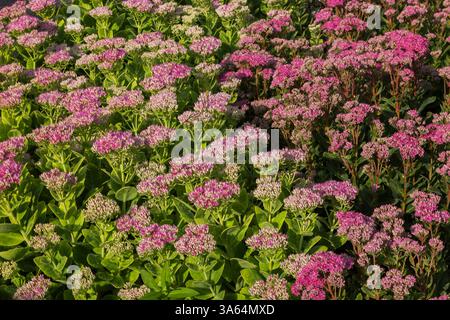 Sedum spectabile 'Brilliant' - Showy Stonecrop in full bloom in summer. Stock Photo