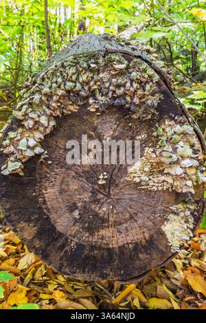 Large cut and decaying deciduous tree trunk covered with light tan and greenish coloured Fungi growth in forest in autumn. Stock Photo