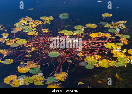 Yellow and green Nymphaea - Waterlily pads or leaves and reddish stems floating on calm pond water surface in autumn. Stock Photo