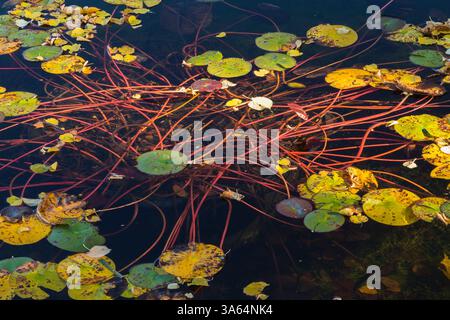 Yellow and green Nymphaea - Waterlily pads or leaves and reddish stems floating on calm pond water surface in autumn. Stock Photo