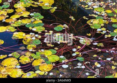 Yellow and green Nymphaea - Waterlily pads or leaves and reddish stems floating on calm pond water surface in autumn. Stock Photo