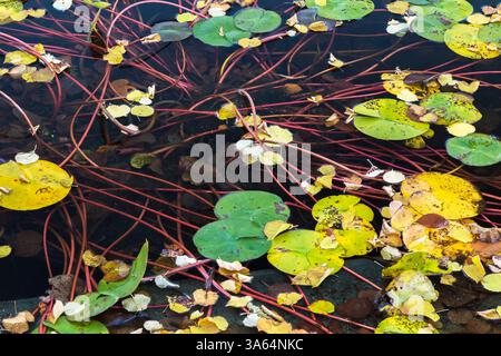 Yellow and green Nymphaea - Waterlily pads or leaves and reddish stems floating on calm pond water surface in autumn. Stock Photo
