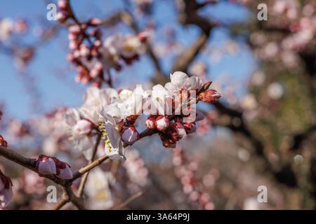 Close-up of delicate white and pink plum blossoms and buds of spring set to soft-focus background under vibrant blue sky, showcasing nature's beauty. Stock Photo