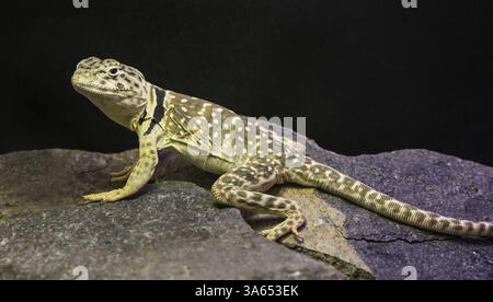 Lizard between leaves and stones Stock Photo