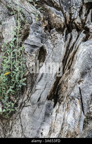 Old olive tree crust Stock Photo