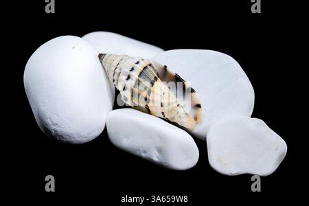 A Vexillum balteolatum seashell resting on smooth white stones against a black background. The shell striped pattern and glossy surface contrast beaut Stock Photo