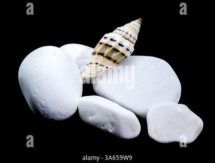 A Vexillum balteolatum seashell resting on smooth white stones against a black background. The shell striped pattern and glossy surface contrast beaut Stock Photo