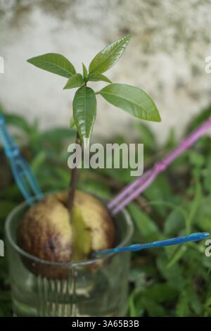 Toothpick Method Avocado Avocado plant seed sprouting in a jar with water growing bright green ...