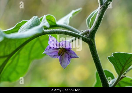The brinjal eggplant flower is a delicate. Measuring 2 to 3 cm in diameter, its soft, velvety petals appear singly or in small clusters Stock Photo