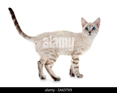 bengal cat in front of white background Stock Photo
