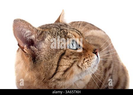 bengal cat in front of white background Stock Photo