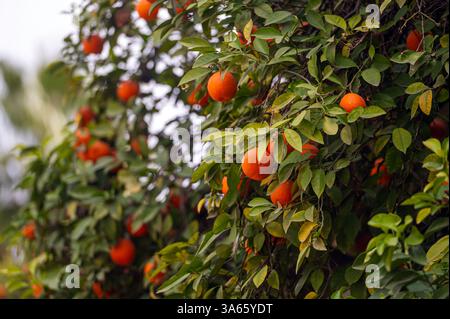 Oranges growing abundantly on trees in a lush Moroccan garden during sunny weather Stock Photo