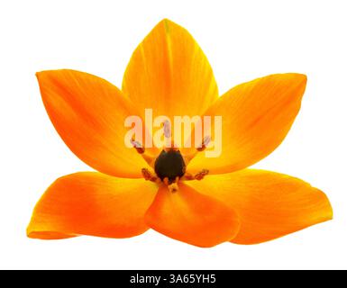 Sun star flower head isolated on white background Stock Photo