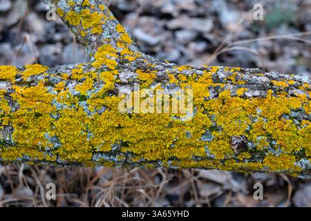 Yellow lichens on a tree stump on the ground. Stock Photo