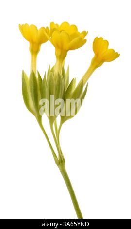Cowslip Primrose flowers  isolated on white background. Stock Photo