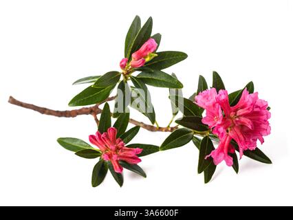 Rusty leaved alpenrose isolated on white background Stock Photo
