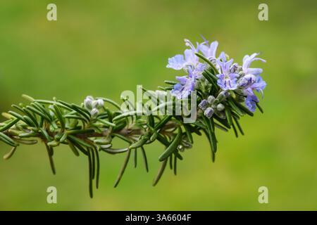 Fresh rosemary branch with flowers  on a green blurred background Stock Photo