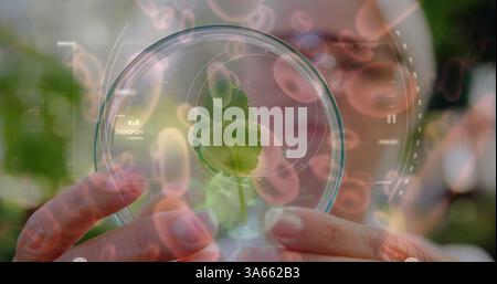 Scientist examining plant in petri dish, conducting research in laboratory Stock Photo