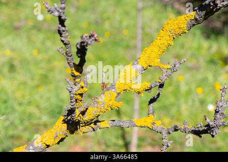 Xanthoria parietina (common orange lichen, yellow scale, maritime sunburst lichen,shore lichen) on tree branch Stock Photo