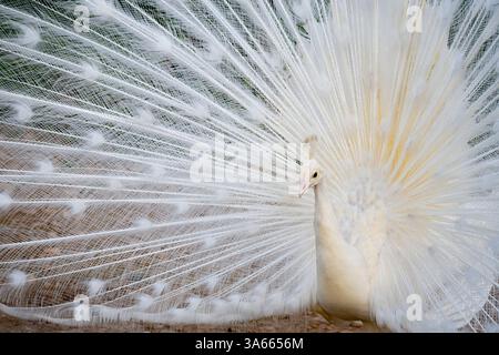 White peacock with his tail feathers wide open Stock Photo