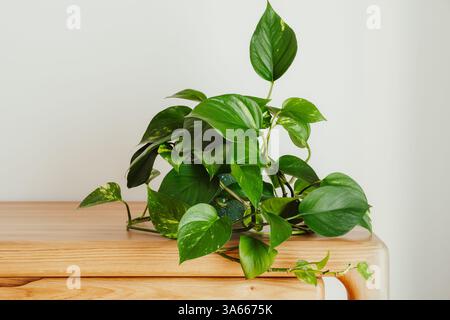 Golden pothos (Epipremnum aureum) plant in modern interior Stock Photo