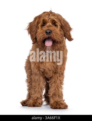 Friendly Labradoodle dog puppy, standing up facing front. Looking straight to camera. Mouth open tongue out. Isolated on a white background. Stock Photo