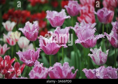 Pink and white purple-striped fringed tulips (Tulipa) Purple Circus bloom in a garden in April Stock Photo